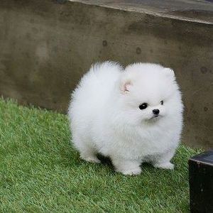 Meet your Posher, Margaret